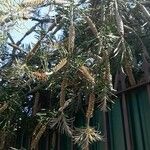 Callistemon viminalis Habit
