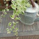 Plectranthus forsteri Blad