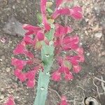 Euphorbia magnifica Lorea