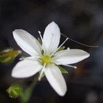 Arenaria hispida Квітка