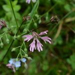 Lychnis flos-cuculi Blüte