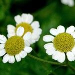 Tanacetum parthenium Blüte