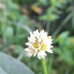 Alternanthera philoxeroides Flower