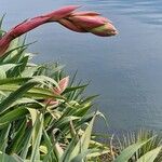 Beschorneria yuccoides Flower