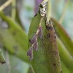 Acianthera pubescens Flor