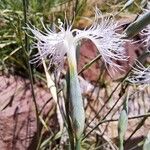 Dianthus broteri Flower