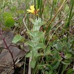 Hypericum elodes Habit