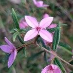 Boronia ledifolia Flor