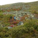 Sorbus foliolosa Other