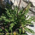 Brassica repanda Habitus