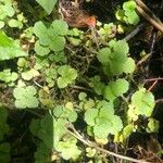 Chrysosplenium oppositifolium Blad