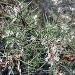 Hakea sericea ഇല