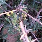 Asparagus capensis Tervik taim