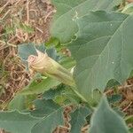 Datura discolor Ліст