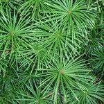 Sciadopitys verticillata Likasa
