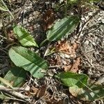 Rumex pulcher Leaf