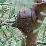 Cupressus goveniana Fruit