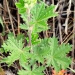 Potentilla inclinata Leaf