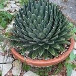 Agave victoriae-reginae Leaf