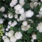 Spiraea chamaedryfoliaFiore