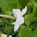 Nicotiana quadrivalvis Flor