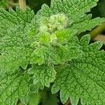 Nepeta cataria Leaf