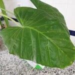 Alocasia odora Liść