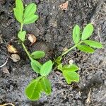 Arachis hypogaea Leaf