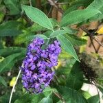 Buddleja davidiiFloare