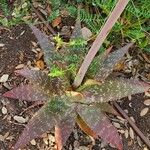 Aloe maculata Lehti