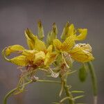 Cleome paradoxa