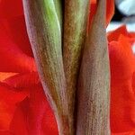 Gladiolus dalenii Coajă