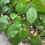 Toxicodendron pubescens Blatt