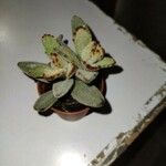 Kalanchoe tomentosa 葉