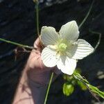 Parnassia glauca Fleur
