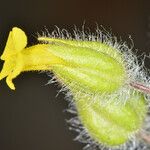 Mimetanthe pilosa Flower