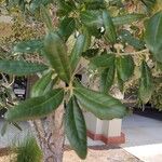 Quercus virginiana Foglia