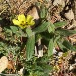 Tuberaria guttata Buveinė