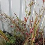 Oenothera lindheimeriLeaf