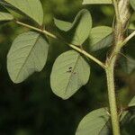 Indigofera hirsuta Hoja