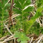 Geum triflorum Liść