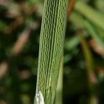 Antinoria agrostidea Листок