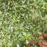 Terminalia mantaly Blad