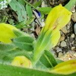Onosma frutescens Flower