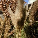 Cortaderia selloana Frucht