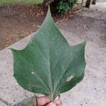 Platanus mexicana Leaf