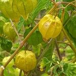 Physalis longifolia Plod