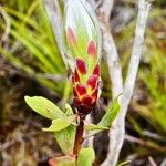Protea caffra Flower