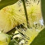 Syzygium samarangense Žiedas