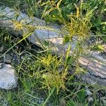 Cyperus iria Συνήθη χαρακτηριστικά